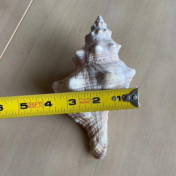 Florida State Shell Horse Conch, From Florida - Picture 10 of 10